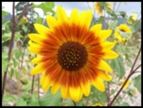 Sunflower near Bullion Creekside Retreat