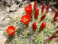 Native Utah cactus