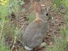 Cottontail bunny in yard