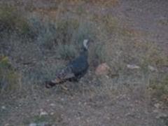 Wild Turkey in Bullion Canyon