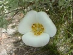 Sego Lily on Elbow Ranch Trail