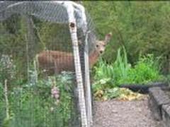 deer in garden at Bullion Creekside Retreat