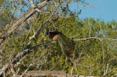 Feral Peacock at Bullion Creekside Retreat