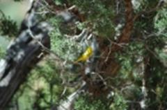 Yellow Warbler Birdwatching
