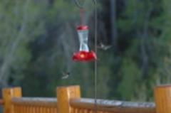 Broad-tailed Hummingbird and Black Chinned Hummingbird at the same time