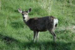 Mule Deer Doe near Bullion Creekside Retreat