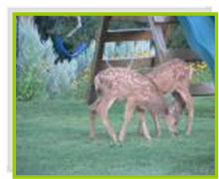 Fawns on the playground lawn at Bullion Creekside Retreat