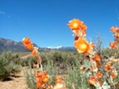 Mallow Flowers near the Paiute Trail