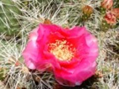 Red Cholla (Prickly Pear) blooms