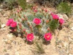 Red Cholla (Prickly Pear) blooms