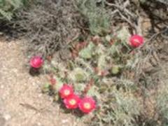 Red Prickly Pear Bloom in Southern Utah