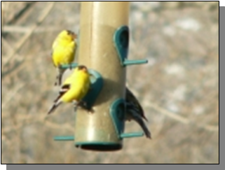 Utah Common Goldfinches near the Paiute Trail