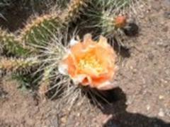 Orange Prickly Pear Cactus in Utah