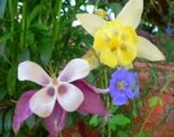 Columbines and blue flax at cabin