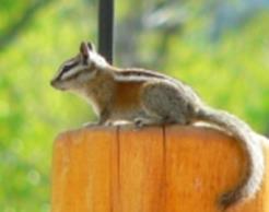 Chipmunk on west deci