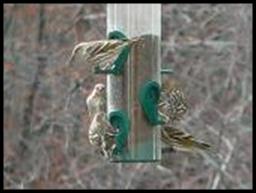 Siskins on a winter day