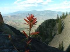 Cottonwood loop flower