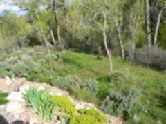 Looking toward Creek
