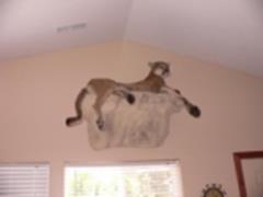 Mountain Lion