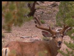 Two bucks