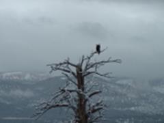 Bald Eagle Utah