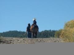 horses