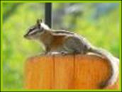 Chipmunk visitor on West Deck of Bullion Creekside Cabin