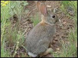 Desert Cottontail