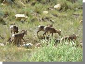 Desert Bighorn Utah