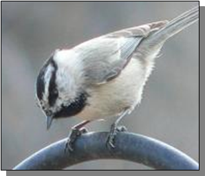Utah mountain chickadee near the Paiute Trail