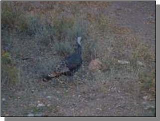 Utah Rio Grande Tukey in Utah