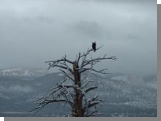 bald eagle utah