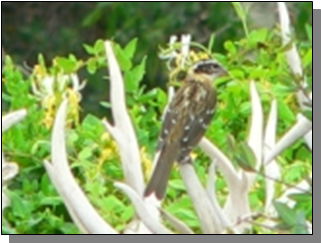 Utah Black-headed Grosbeak