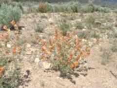mallow flowers in Utah
