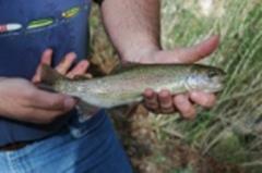 Rainbow Trout from Bullion Retreat