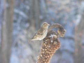 Winter Pine Siskins