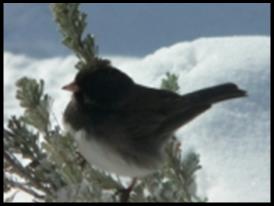 Winter Junco