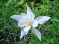 Colorado Columbine