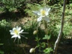 Colorado Columbines on Paiute Trail in Utah