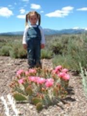 Pink Prickly Pear Cactus bloom
