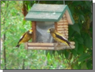 Utah Evening Grosbeak