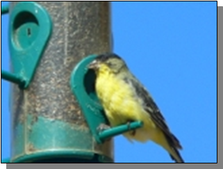 Utah Lesser Goldfinch near the Paiute Trail
