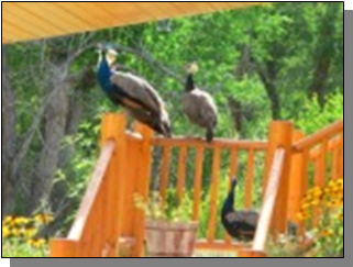 Utah Feral Peacocks