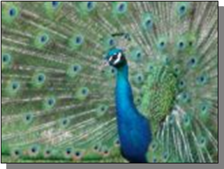 Utah Feral Peacock in Bullion Canyon