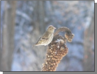 Utah Pine Siskins near the Paiute Trail
