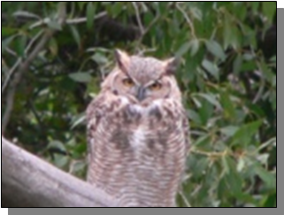 Utah Great Horned Owl near the Paiute Trail