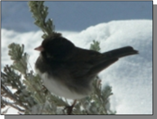 Utah Junco Owl near the Paiute Trail