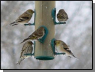 Utah Lesser Goldfinches near the Paiute Trail