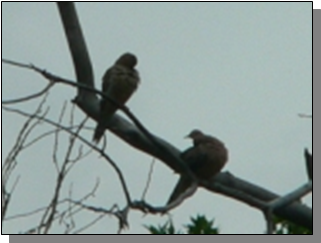 Utah Mourning Doves near the Paiute Trail