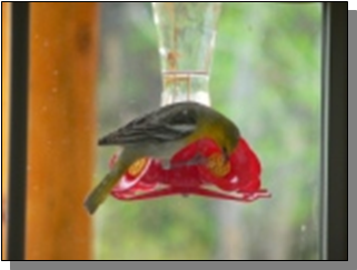 Utah Bullock's Oriole near the Paiute Trail